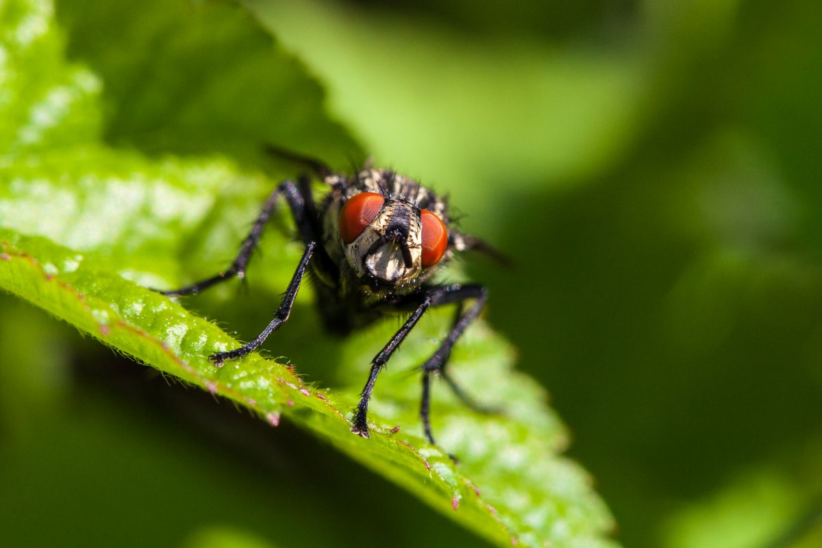 Female housefly